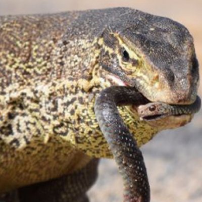 A goanna eating a black snake. 